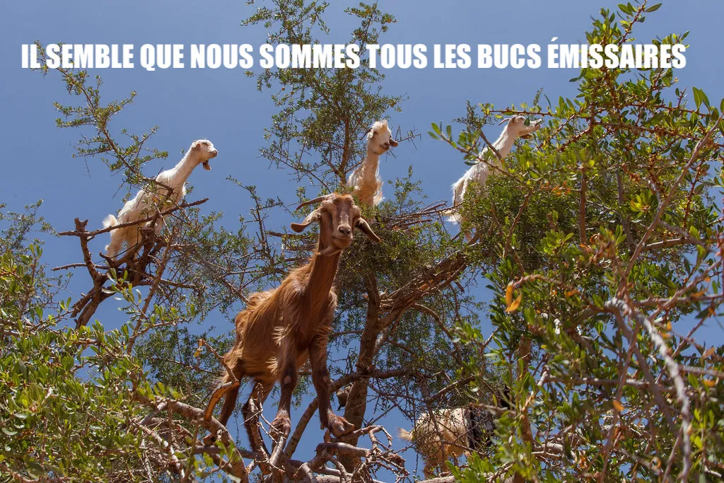 Francophone Week Meme Contest Winner